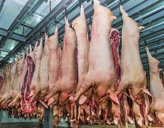 Тернопільський м’ясокомбінат почав виробництво охолодженого м’яса з нежирних свиней